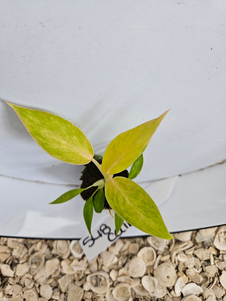 Philodendron Calkins Gold-548