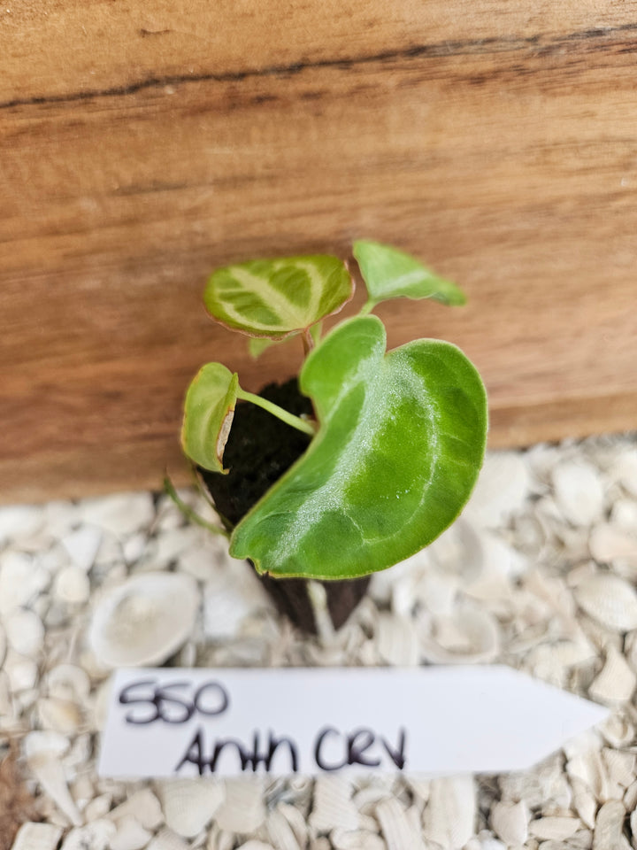Anthurium Crystallinum Dark-550