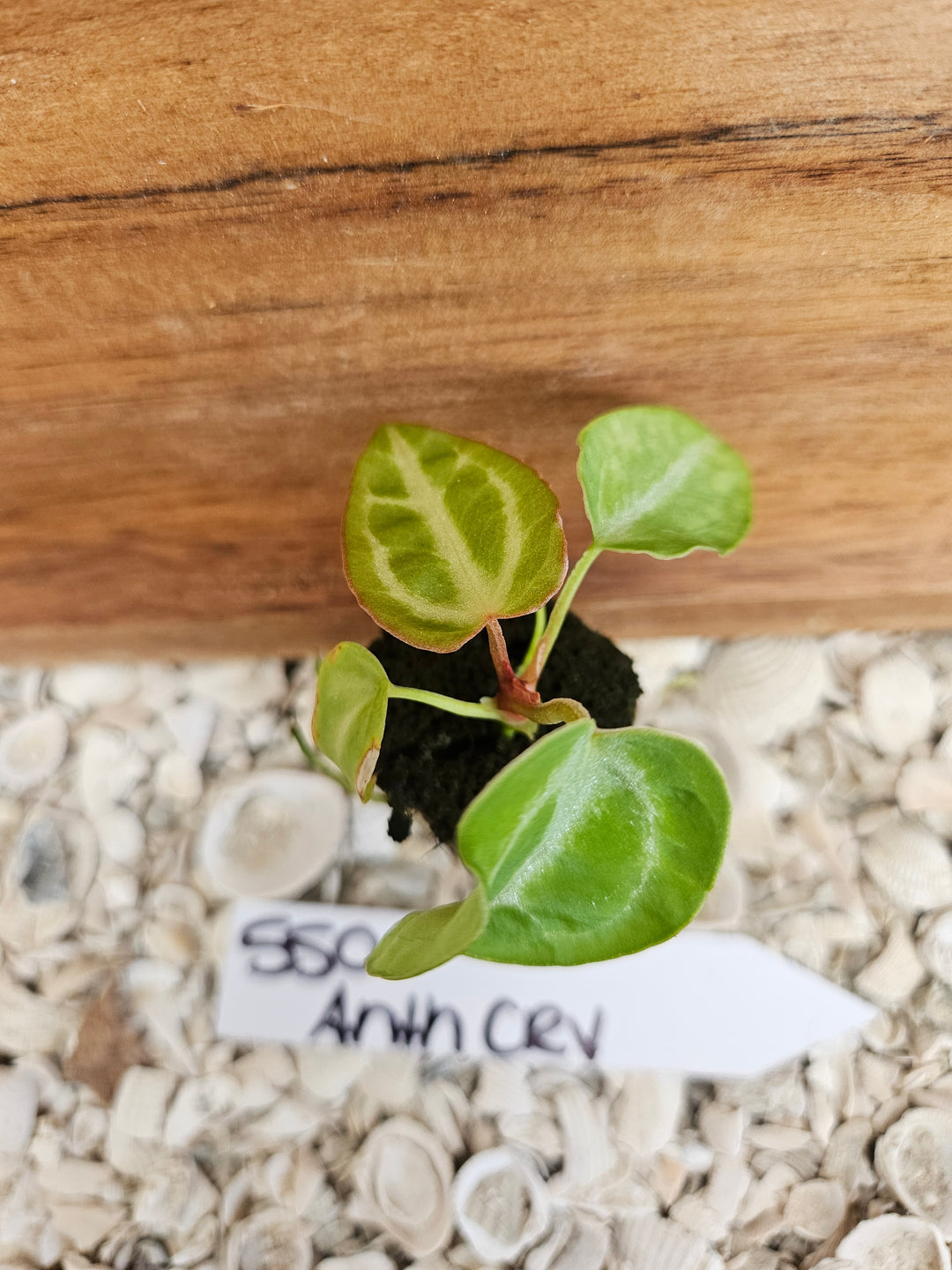 Anthurium Crystallinum Dark-550