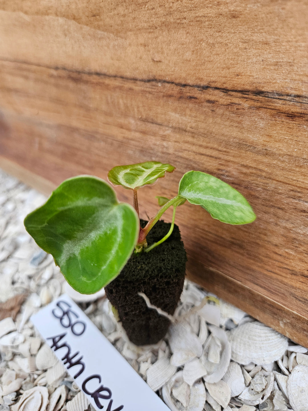 Anthurium Crystallinum Dark-550