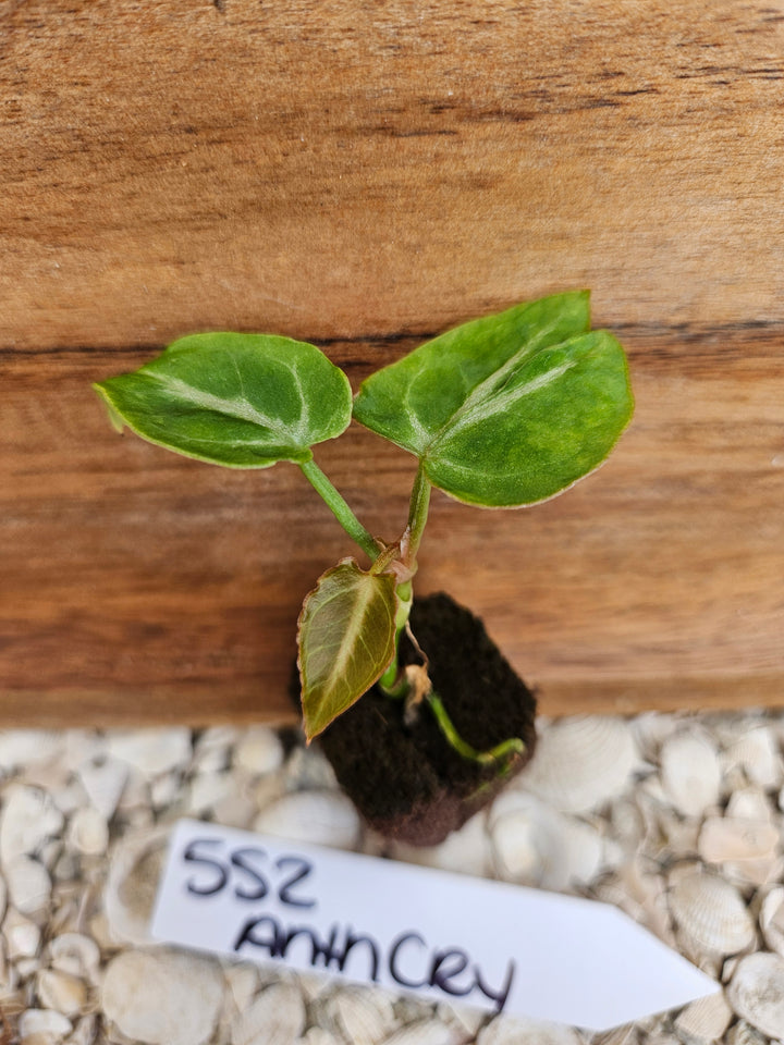 Anthurium Crystallinum Dark-552