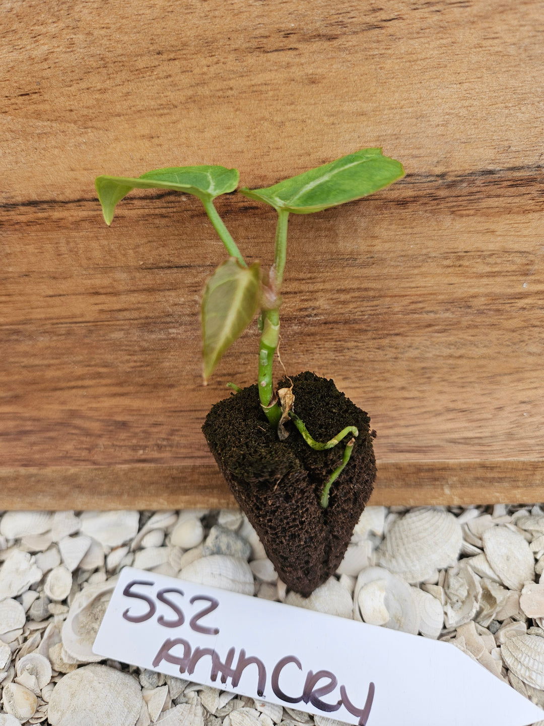 Anthurium Crystallinum Dark-552