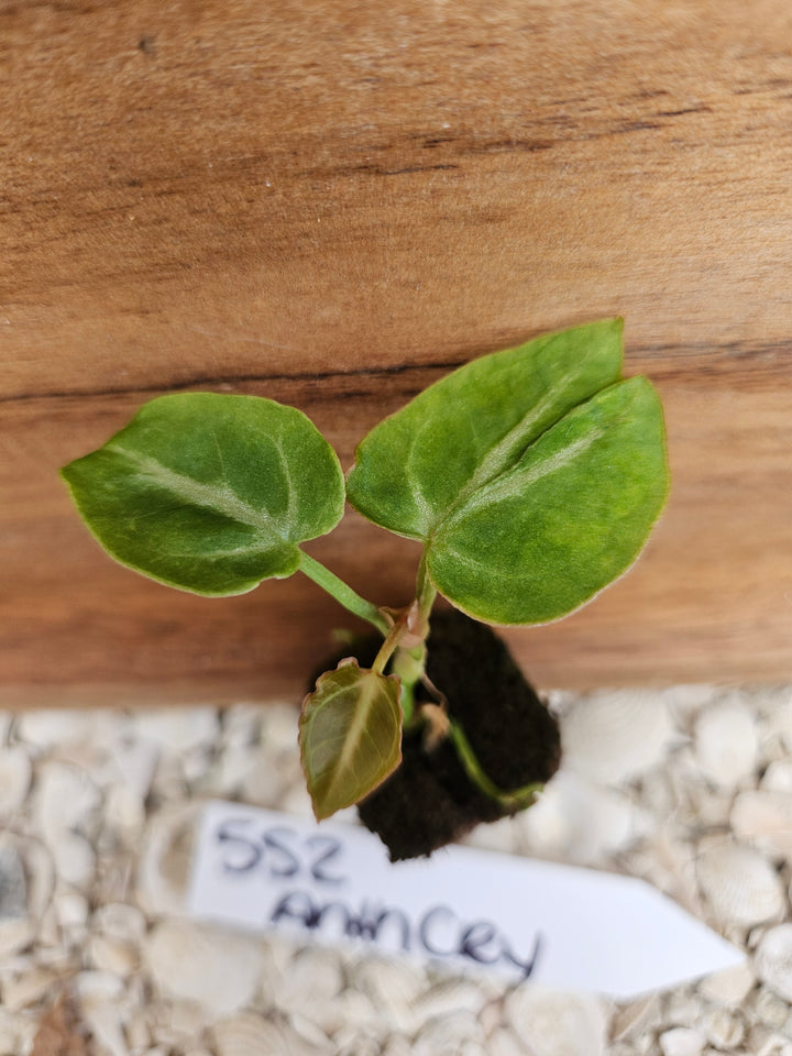 Anthurium Crystallinum Dark-552