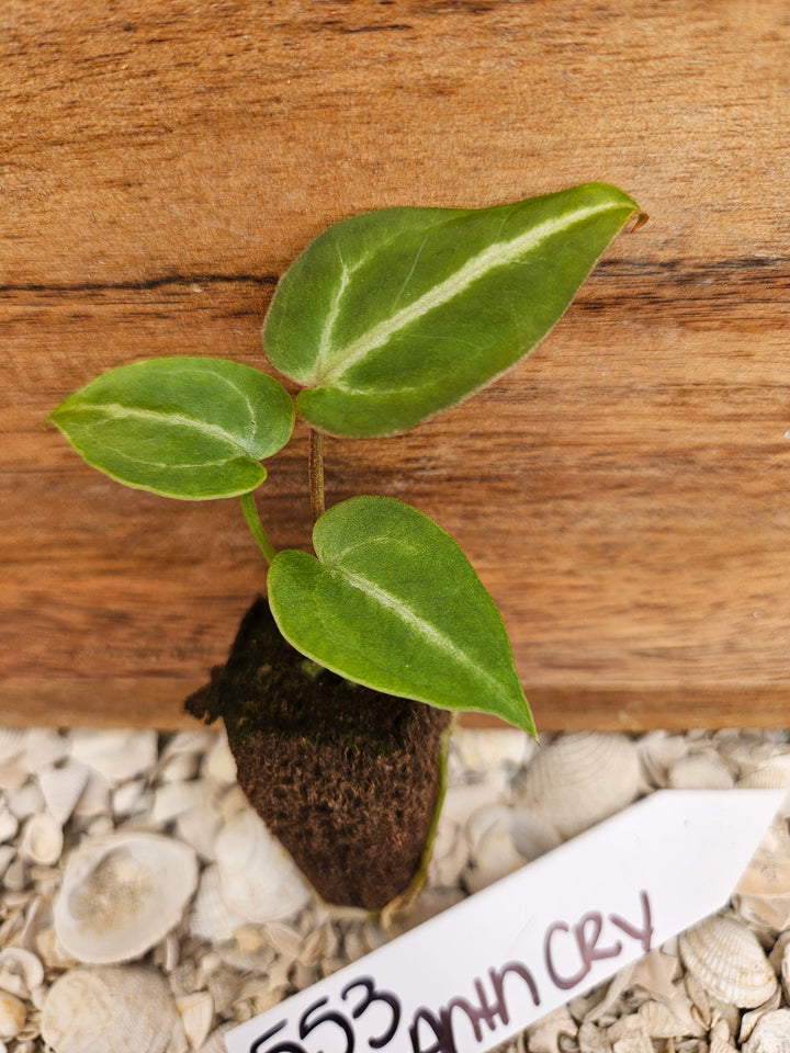 Anthurium Crystallinum Dark-553