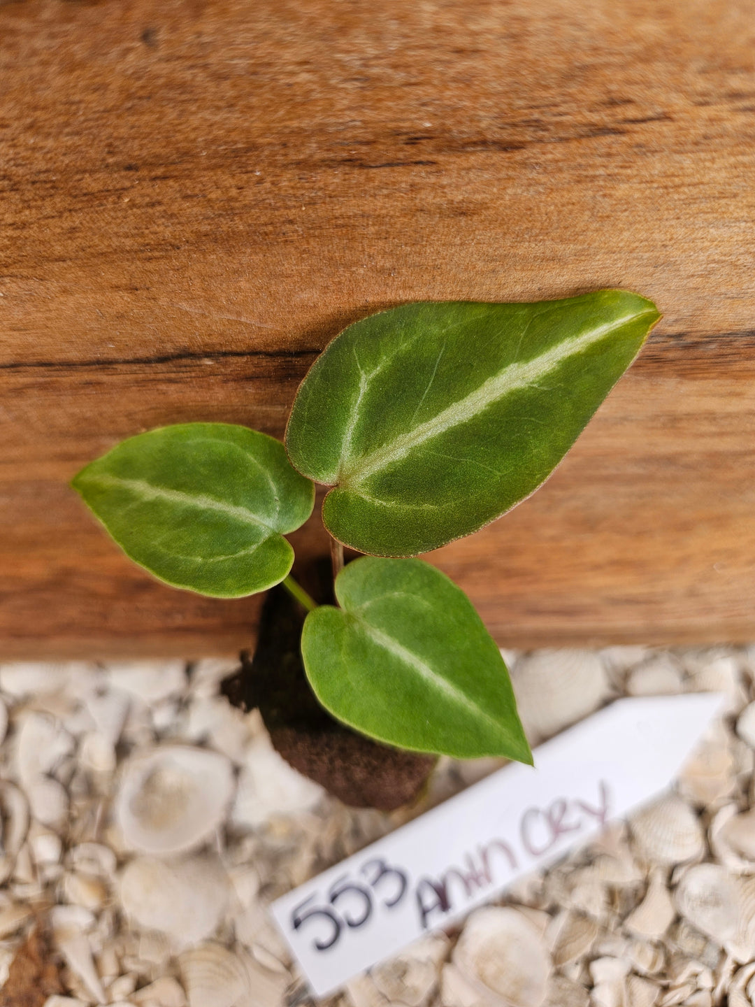 Anthurium Crystallinum Dark-553