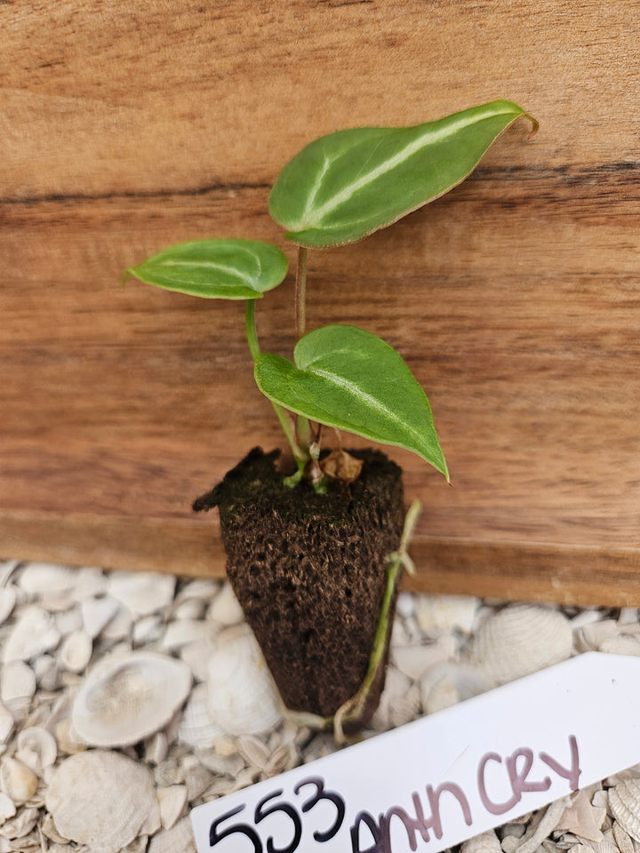 Anthurium Crystallinum Dark-553