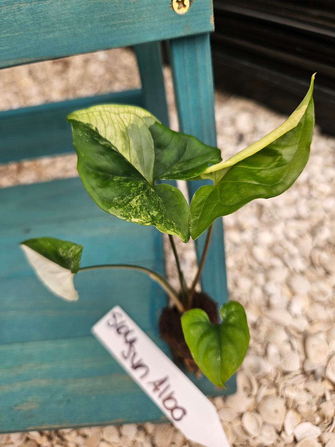Syngonium Albo-566