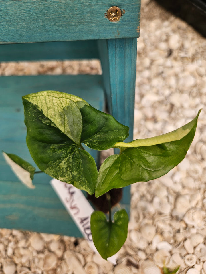 Syngonium Albo-566