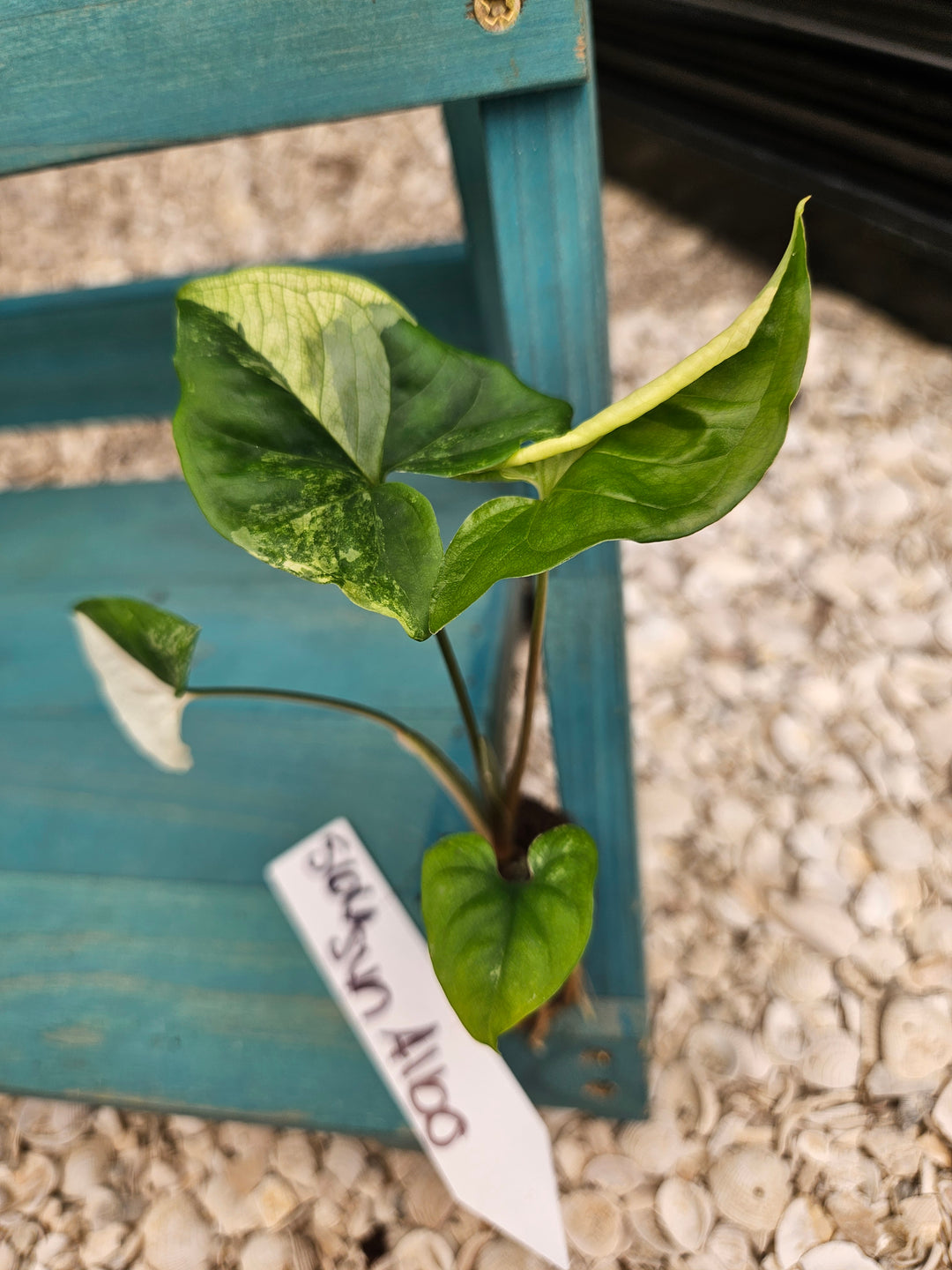 Syngonium Albo-566