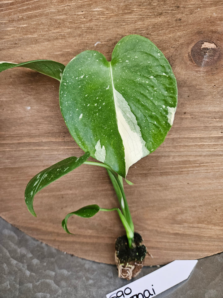 Monstera Thai Constellation-590