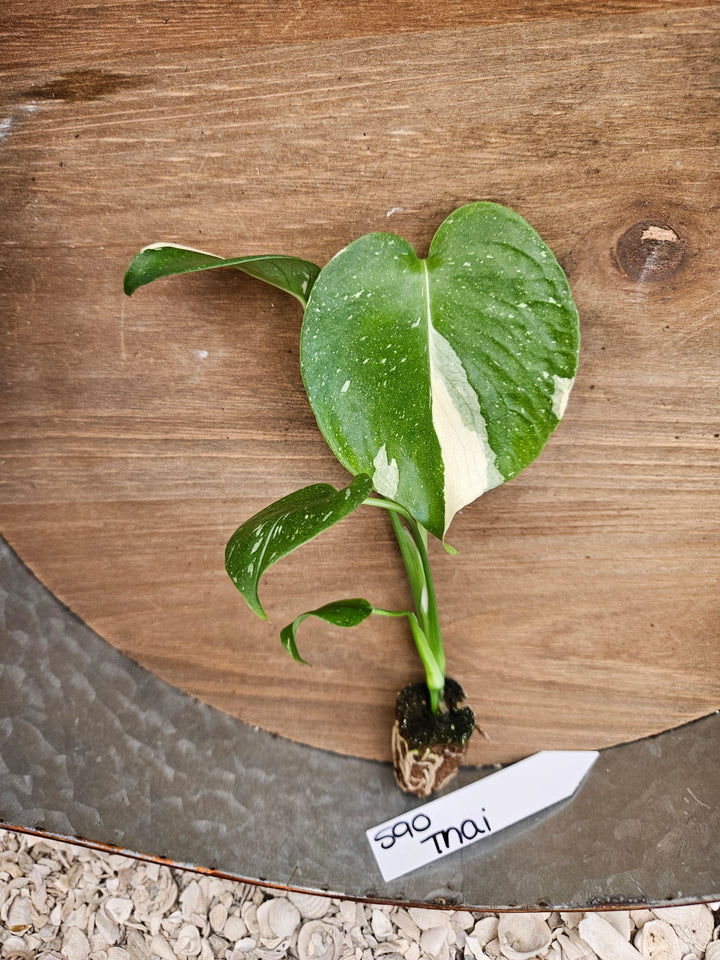 Monstera Thai Constellation-590