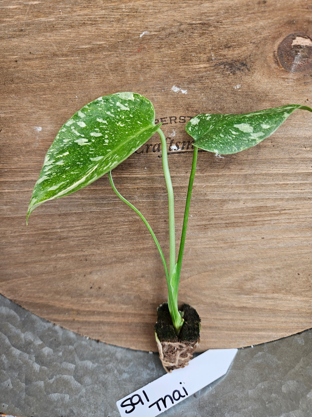 Monstera Thai Constellation-591