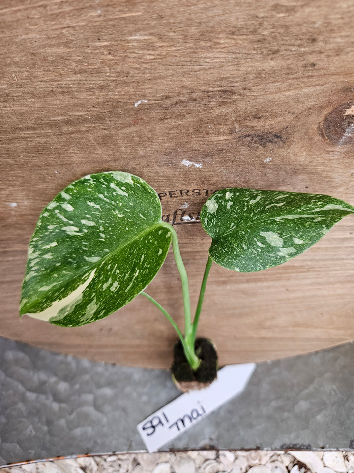 Monstera Thai Constellation-591