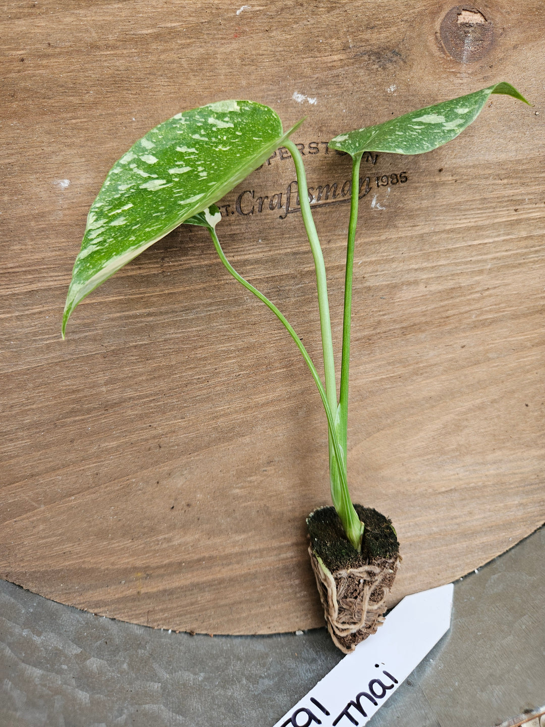 Monstera Thai Constellation-591