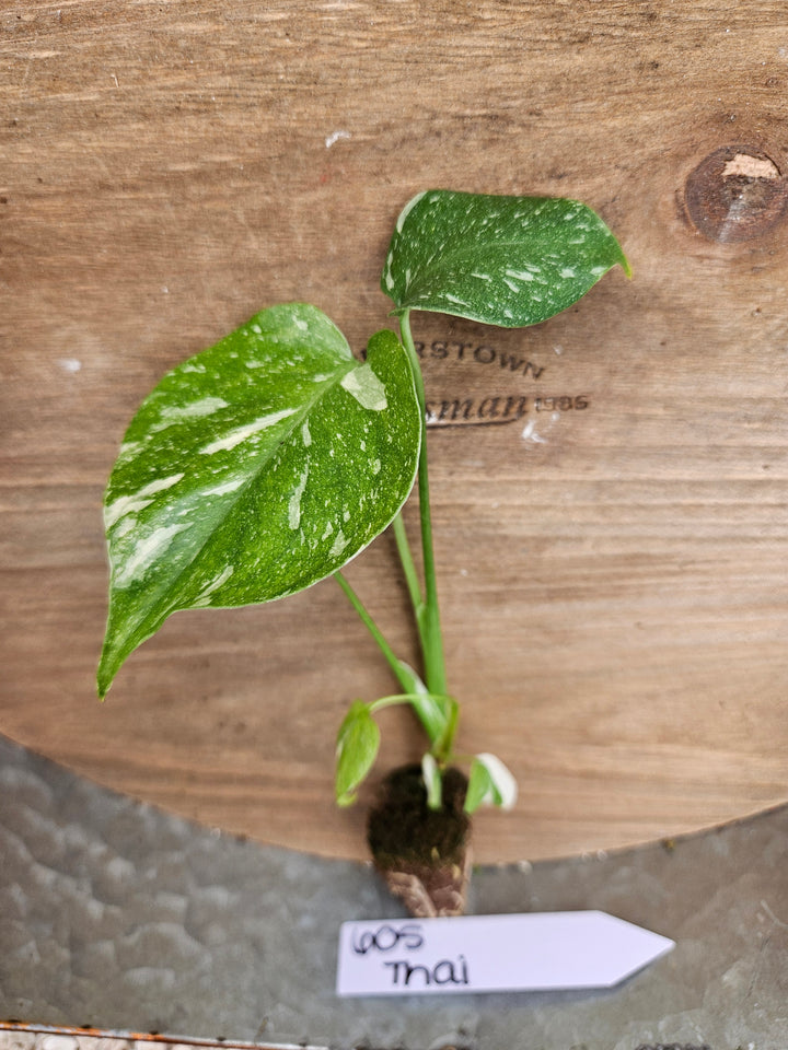 Monstera Thai Constellation-605