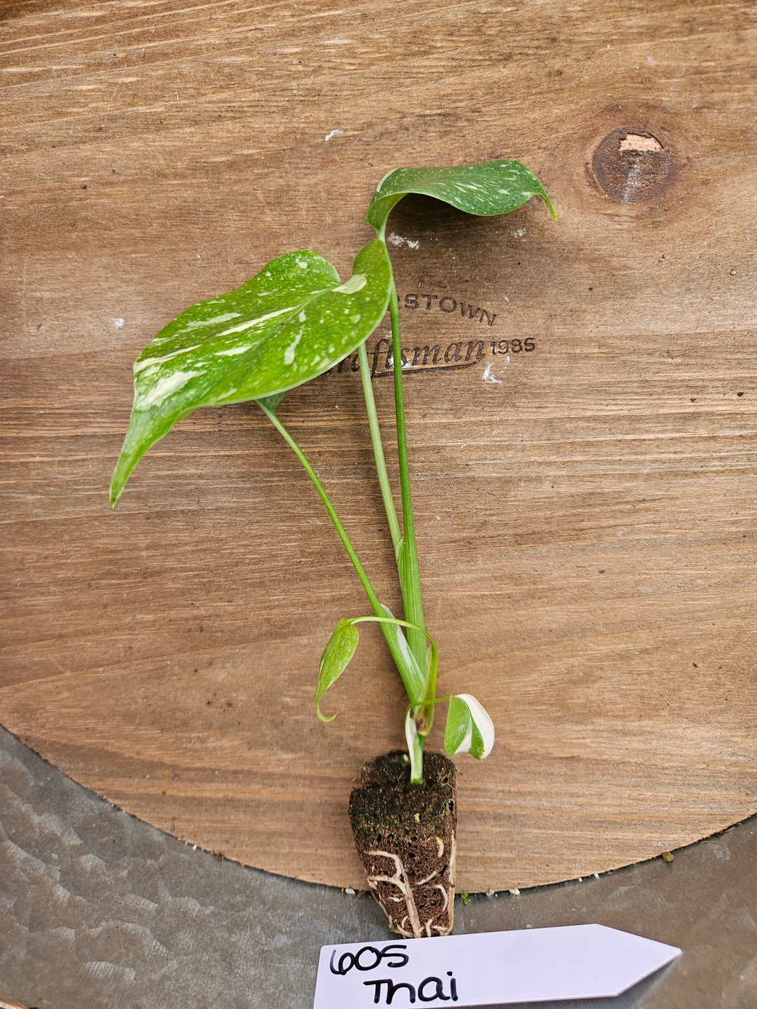Monstera Thai Constellation-605