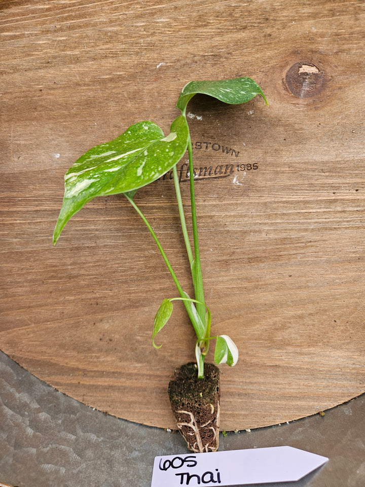 Monstera Thai Constellation-605