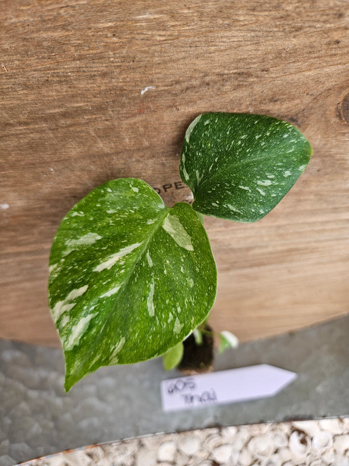 Monstera Thai Constellation-605