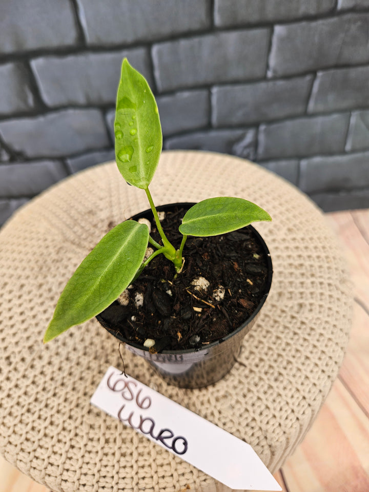 Anthurium Warocqueanum Queen Dark (3in)-656