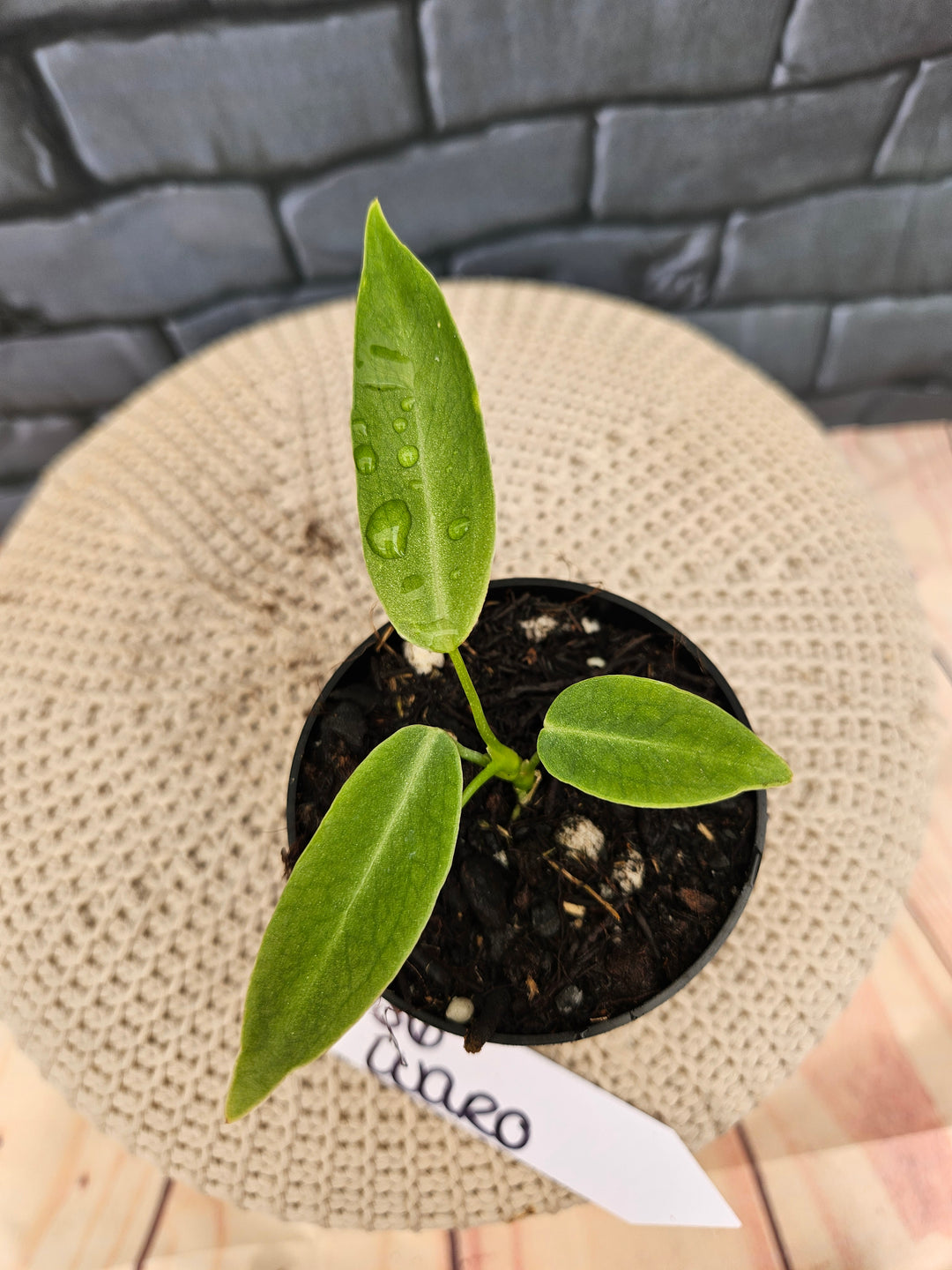 Anthurium Warocqueanum Queen Dark (3in)-656