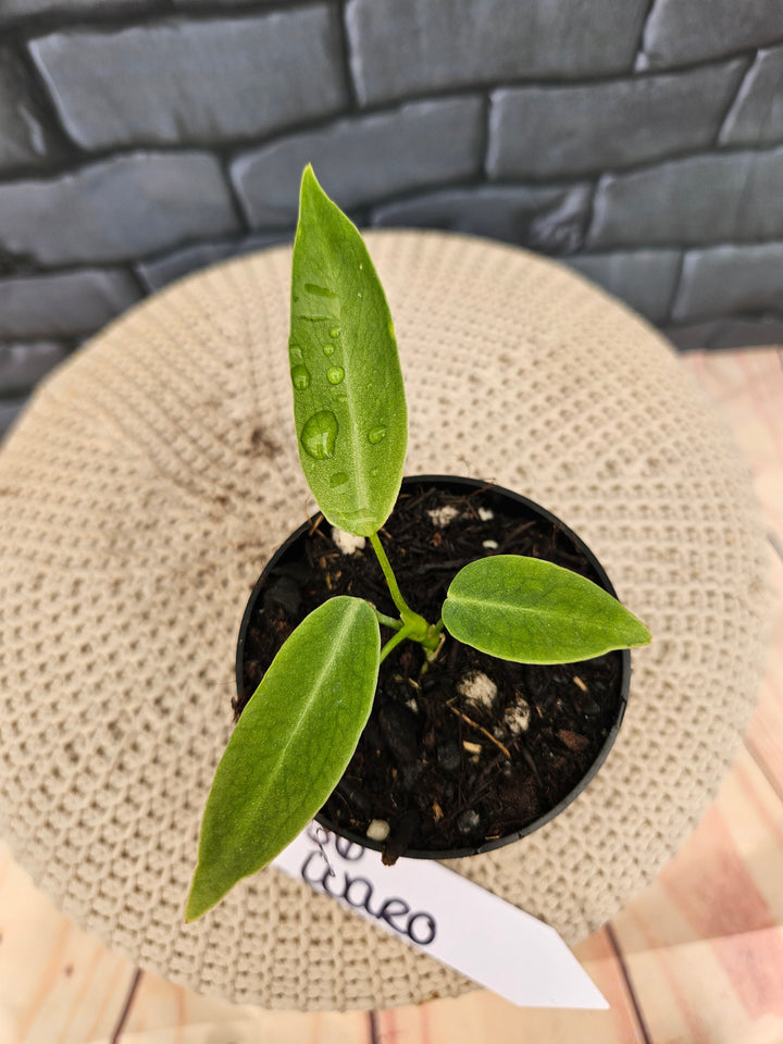 Anthurium Warocqueanum Queen Dark (3in)-656