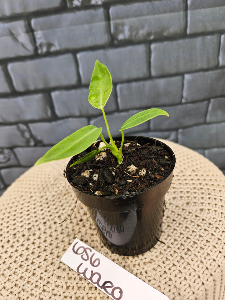 Anthurium Warocqueanum Queen Dark (3in)-656