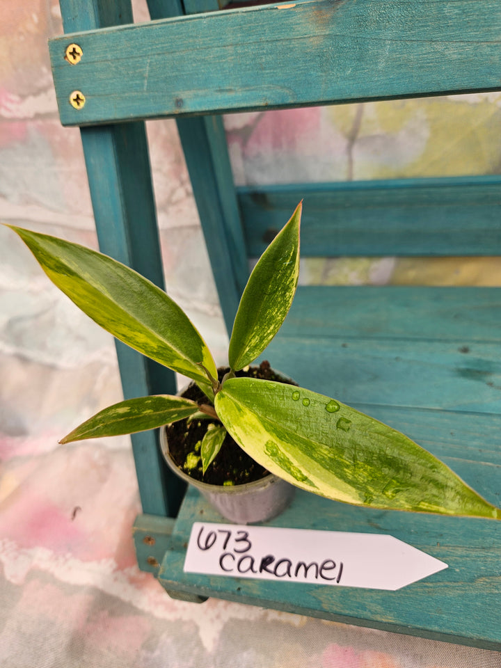 Philodendron Caramel Marble (2in)-673