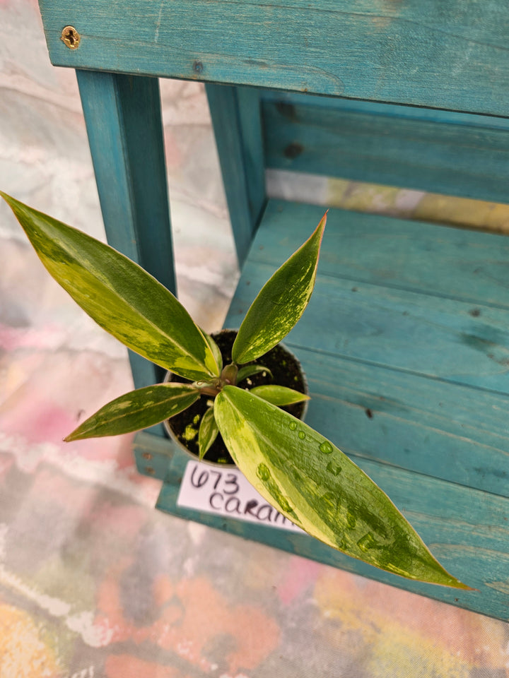 Philodendron Caramel Marble (2in)-673