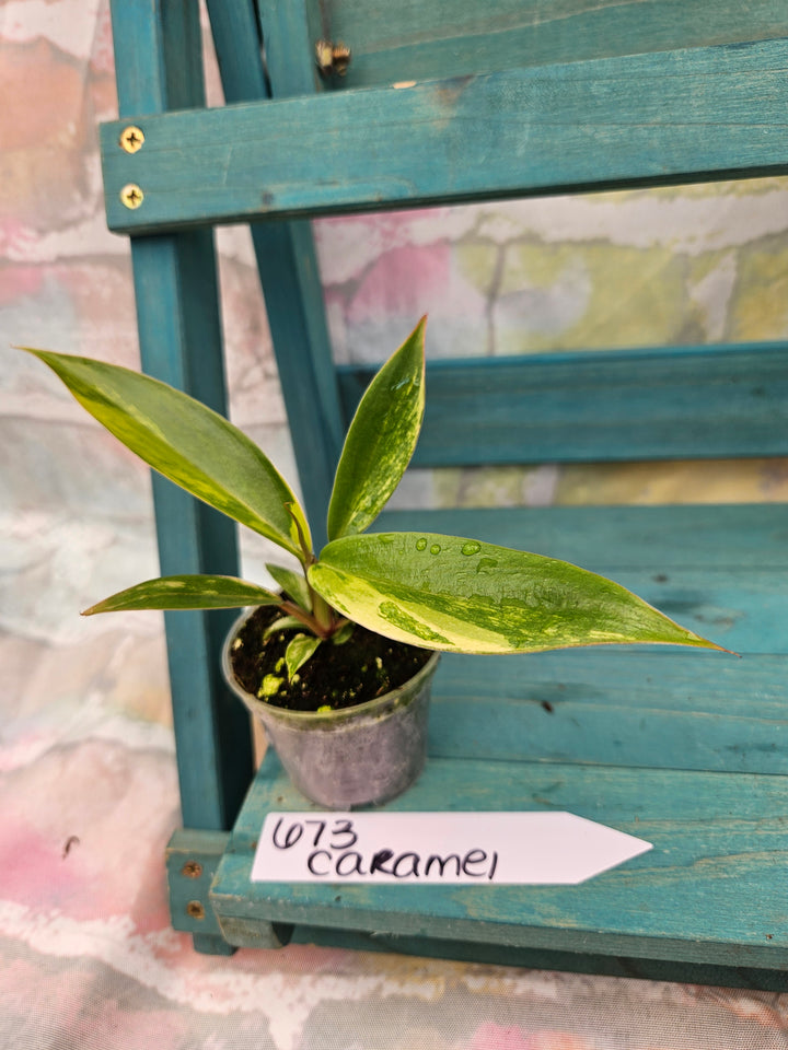 Philodendron Caramel Marble (2in)-673