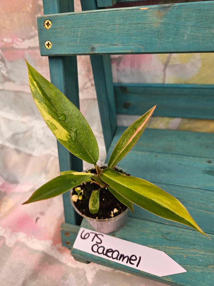 Philodendron Caramel Marble (2in)-675