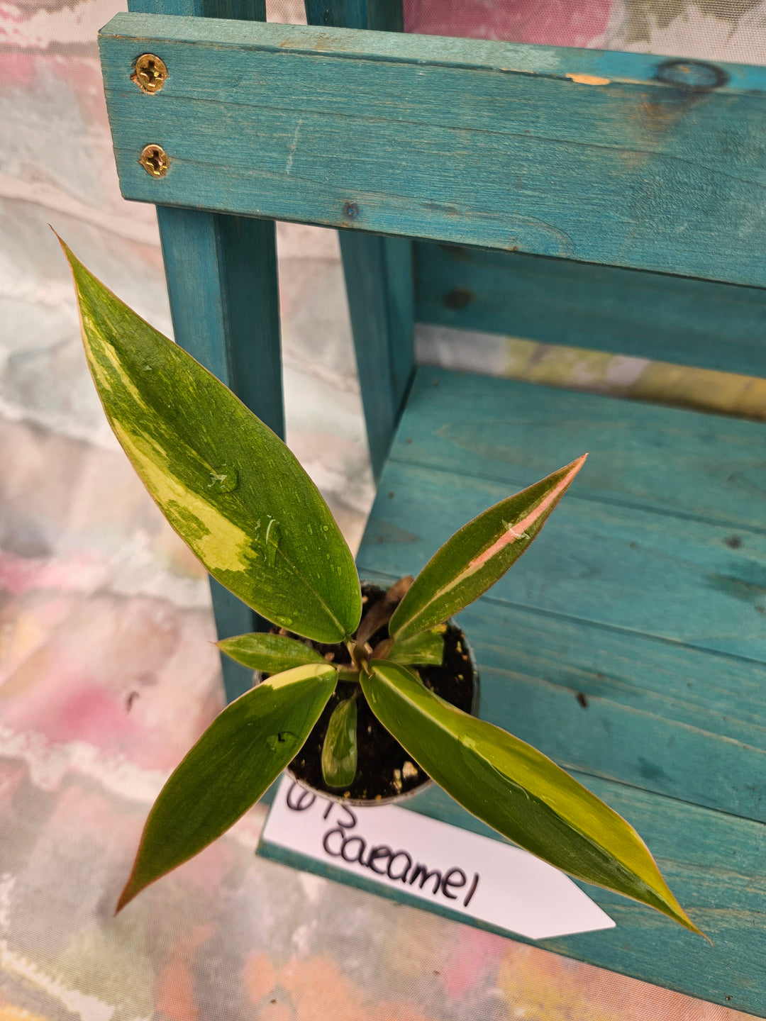 Philodendron Caramel Marble (2in)-675