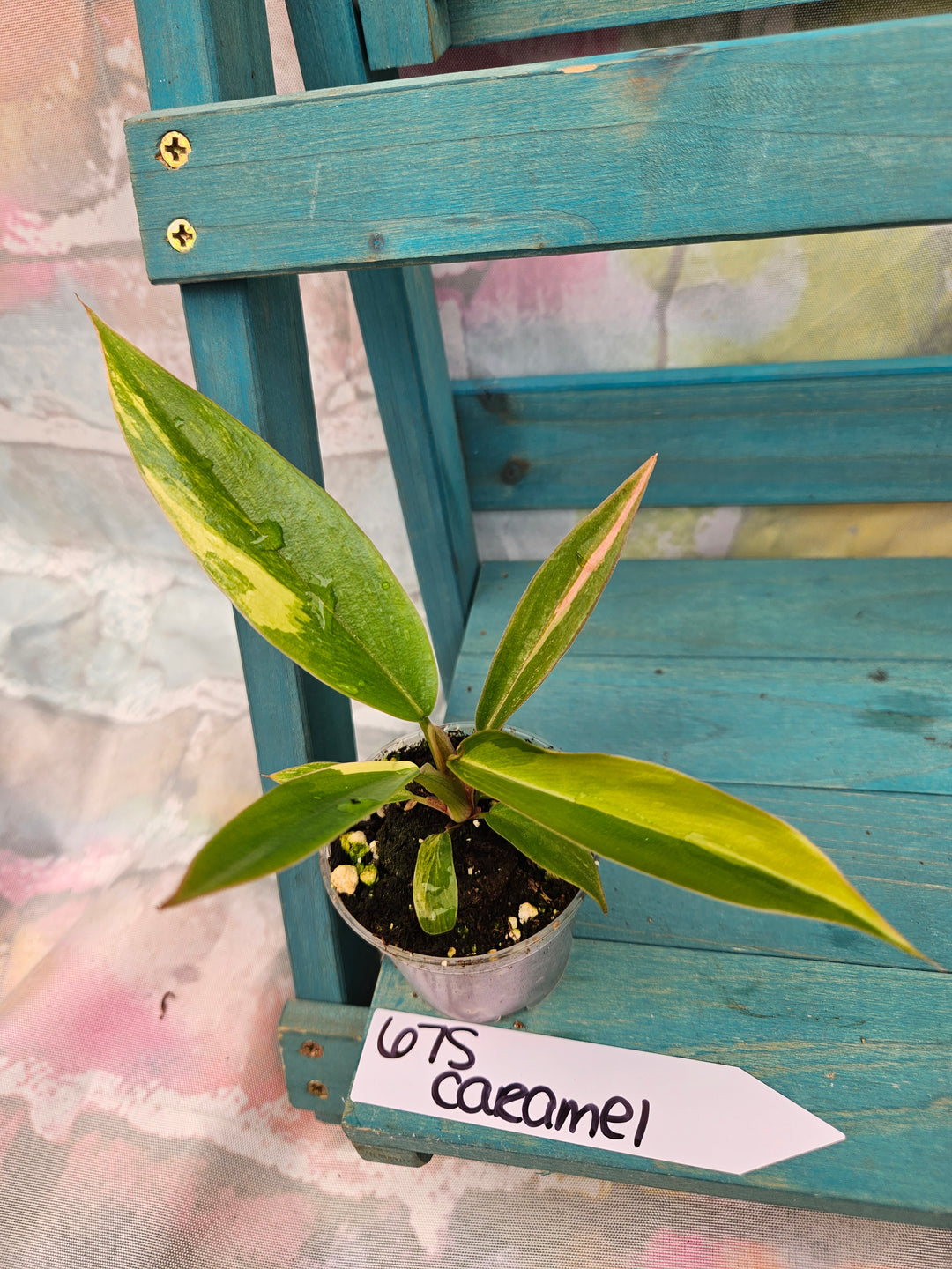Philodendron Caramel Marble (2in)-675