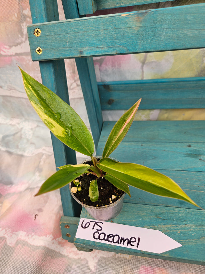 Philodendron Caramel Marble (2in)-675