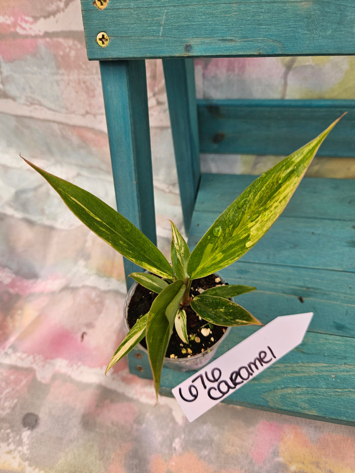 Philodendron Caramel Marble (2in)-676