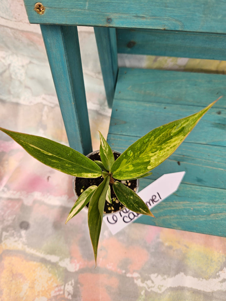 Philodendron Caramel Marble (2in)-676