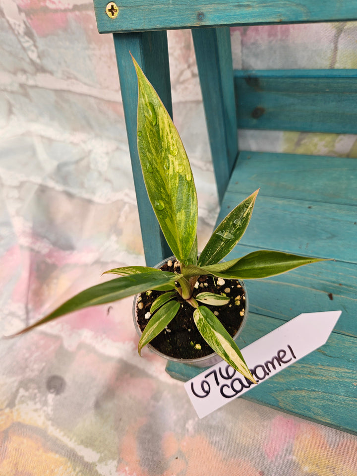 Philodendron Caramel Marble (2in)-676