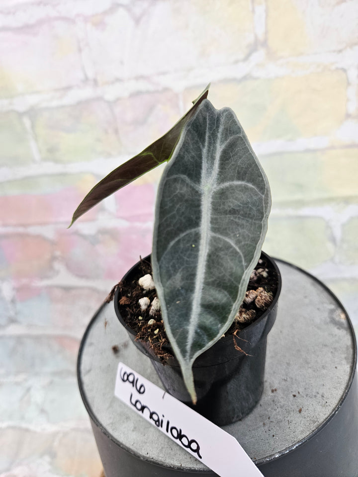 Alocasia Longiloba Purple (3in)-696