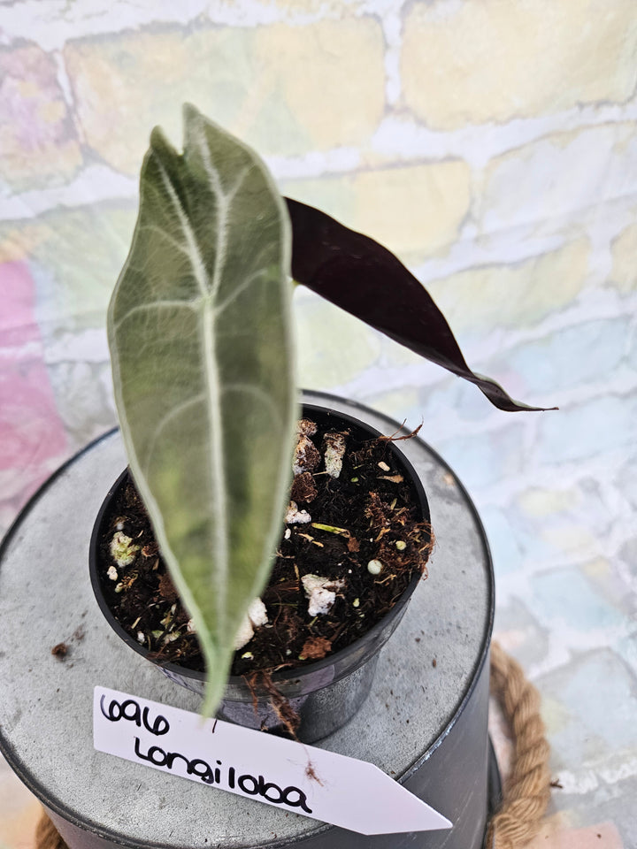 Alocasia Longiloba Purple (3in)-696