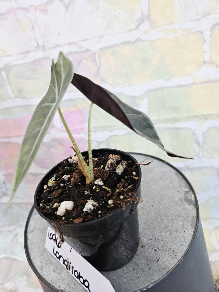 Alocasia Longiloba Purple (3in)-696