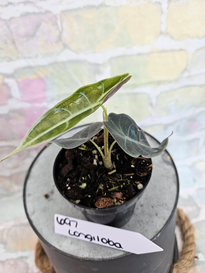 Alocasia Longiloba Purple (3in)-697