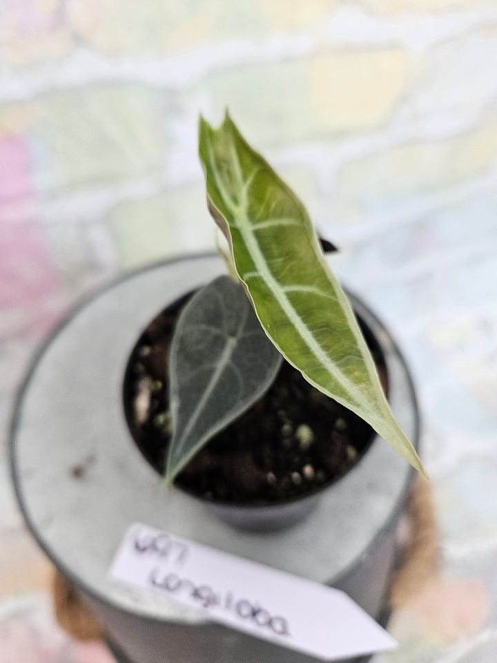 Alocasia Longiloba Purple (3in)-697
