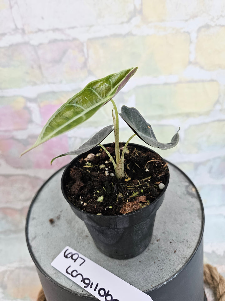 Alocasia Longiloba Purple (3in)-697