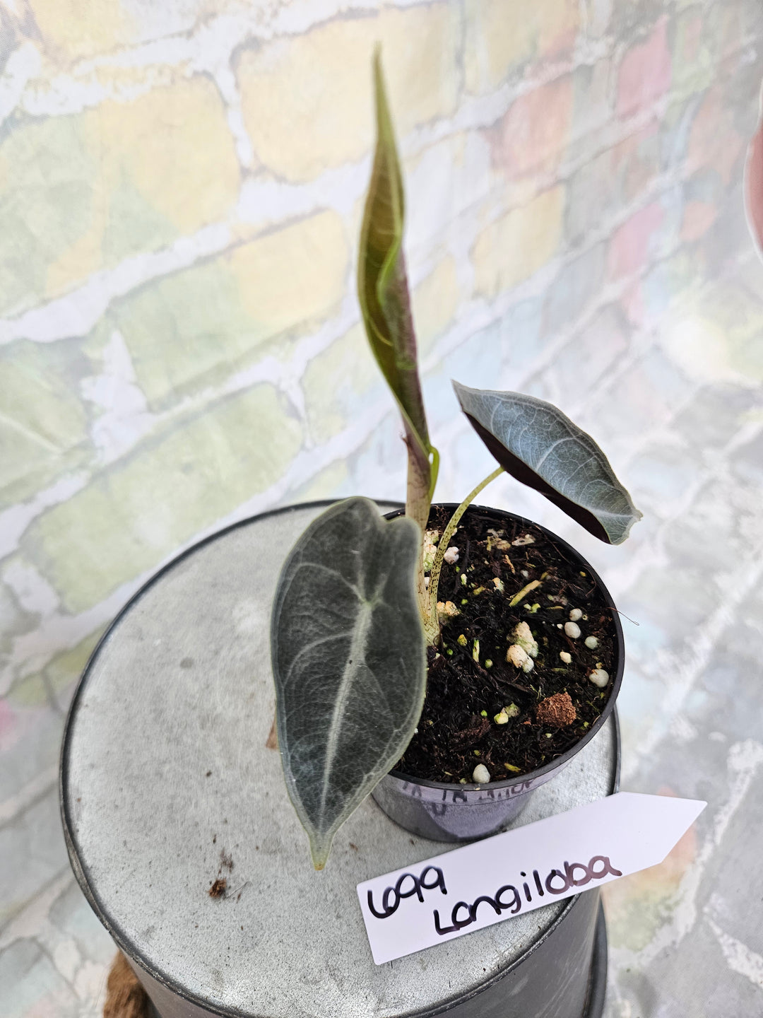 Alocasia Longiloba Purple (3in)-699