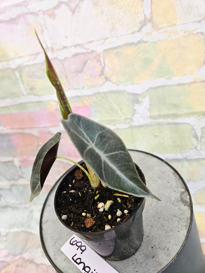 Alocasia Longiloba Purple (3in)-699