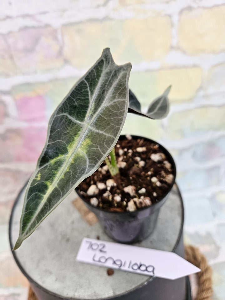 Alocasia Longiloba Purple (3in)-702
