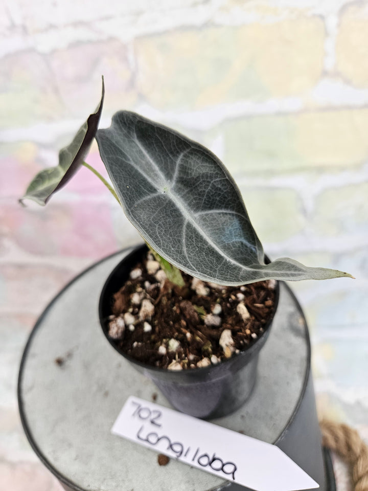 Alocasia Longiloba Purple (3in)-702