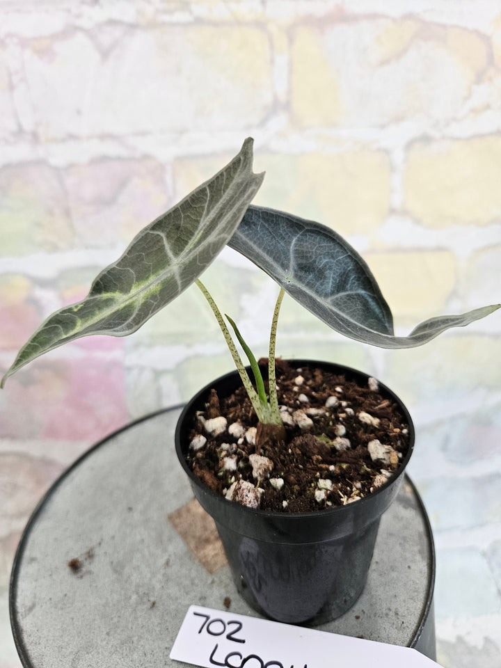 Alocasia Longiloba Purple (3in)-702