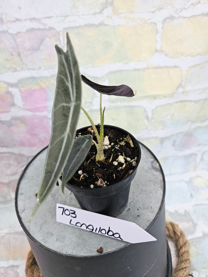 Alocasia Longiloba Purple (3in)-703