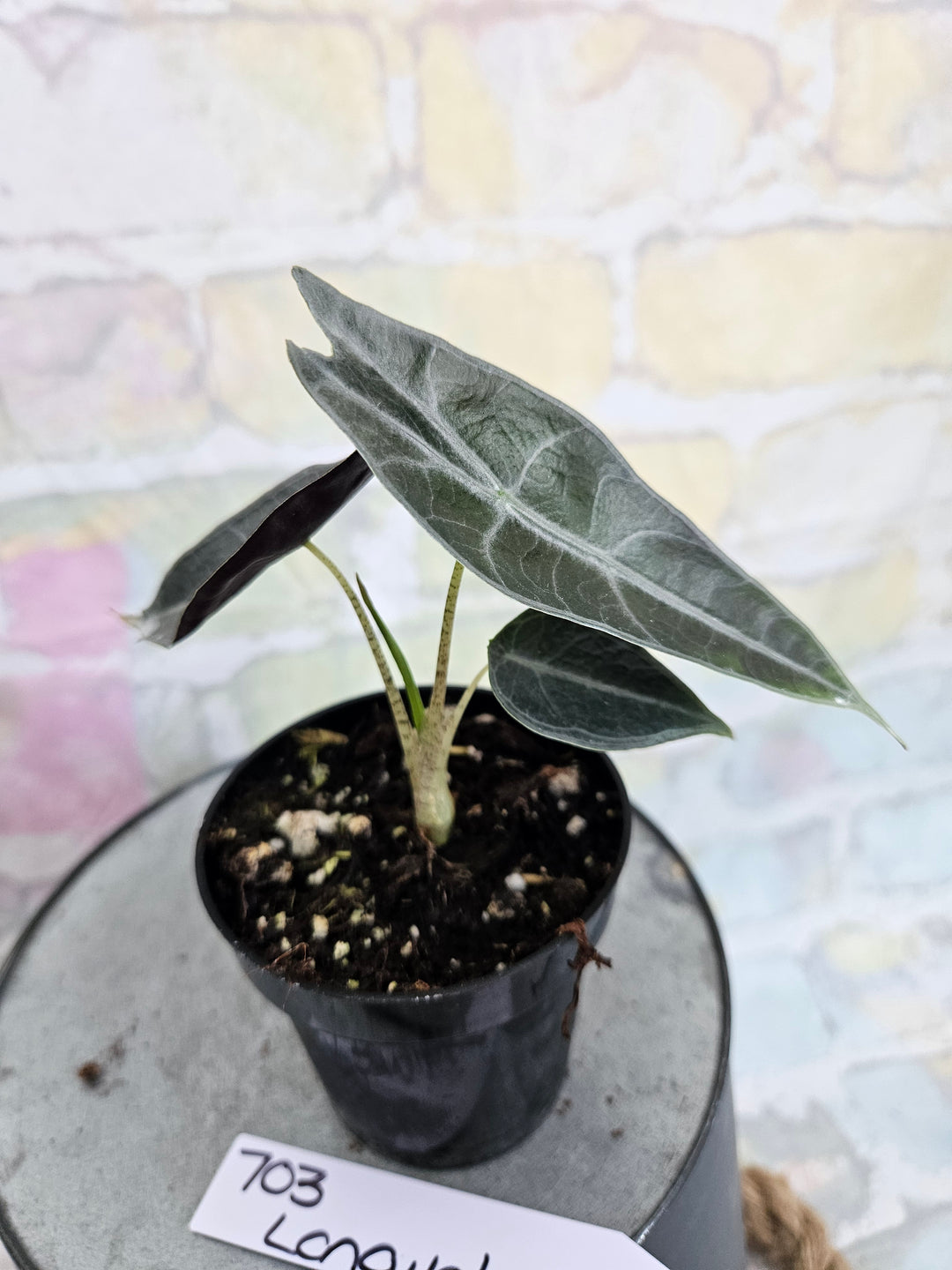 Alocasia Longiloba Purple (3in)-703