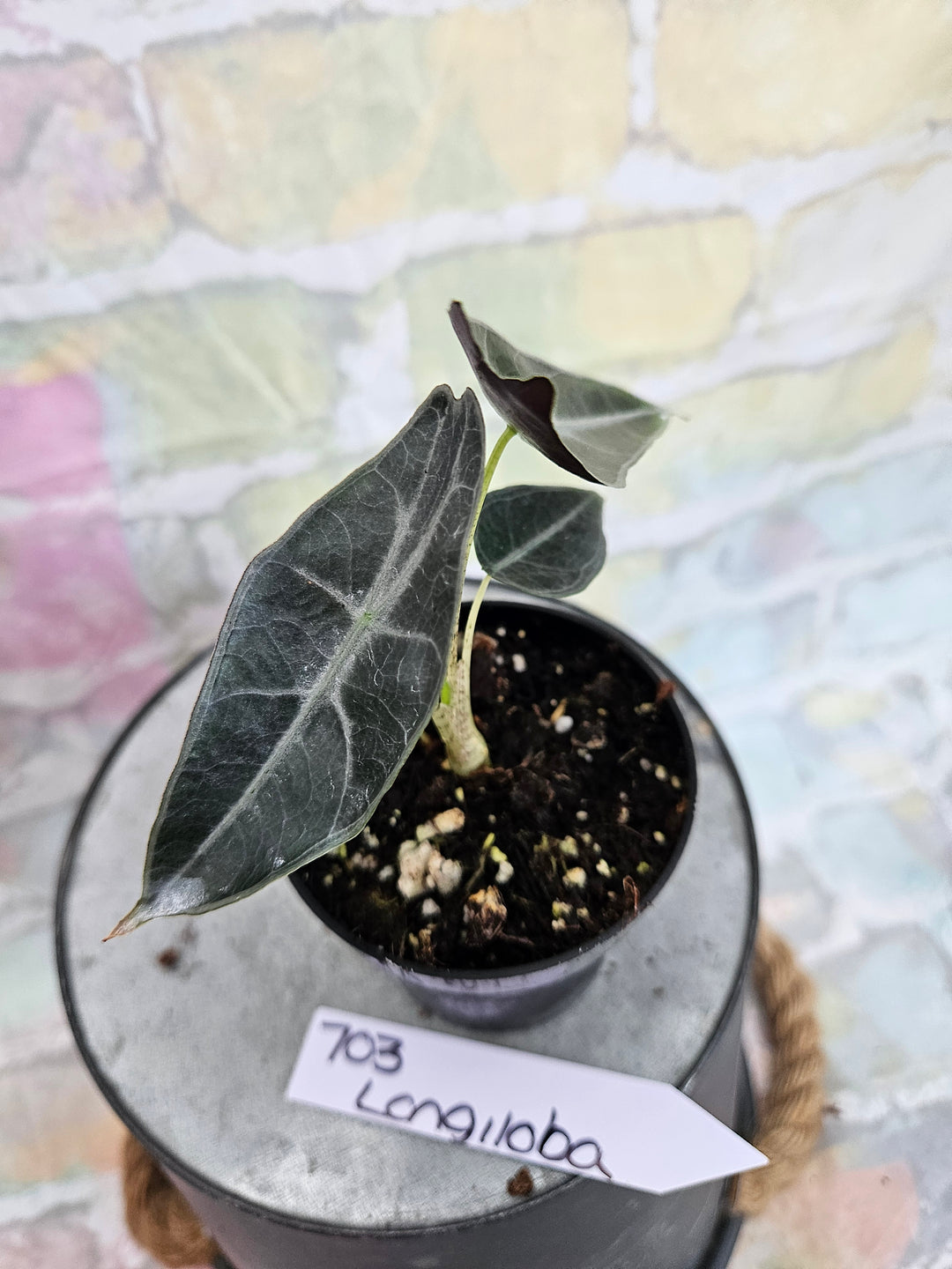 Alocasia Longiloba Purple (3in)-703